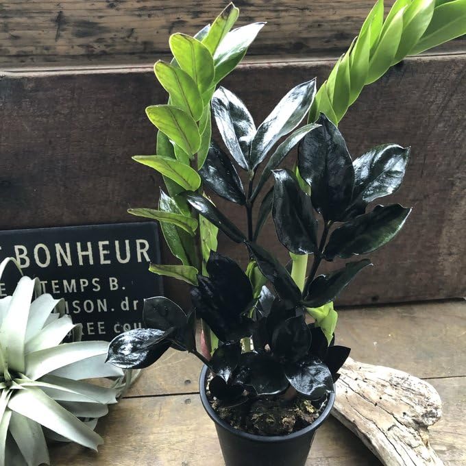 Amazon｜レイヴン 4号 黒い観葉植物 ザミオクルカス｜観葉植物